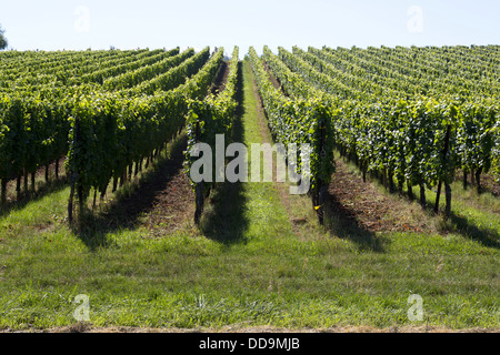 Ein Weinberg in der Nähe von Obernai im Elsass, Frankreich Stockfoto