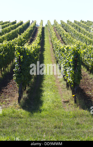Ein Weinberg in der Nähe von Obernai im Elsass, Frankreich Stockfoto