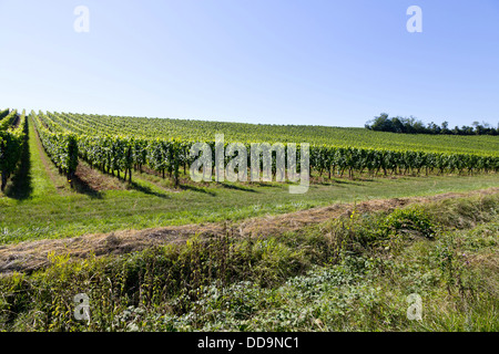 Ein Weinberg in der Nähe von Obernai im Elsass, Frankreich Stockfoto