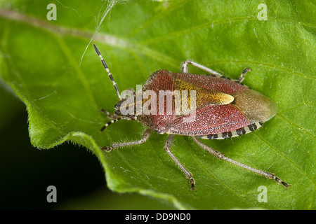 Schlehe bug, sloe-bug, sloebug, beerenwanze, Beeren - wanze/dolycoris baccarum Stockfoto