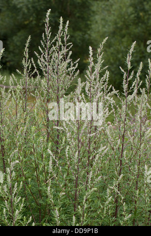 Gemeinsamen Wermut, Beifuß, Beifuss, Artemisia Vulgaris, Gewöhnlicher Beifuß Stockfoto