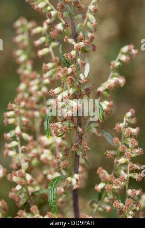 Gemeinsamen Wermut, Beifuß, Beifuss, Artemisia Vulgaris, Gewöhnlicher Beifuß Stockfoto