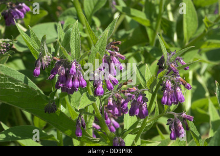 Gemeinsamen Beinwell, Gewöhnlicher Beinwell, Arznei-Beinwell, Beinwurz, Wilder Komfrey, Symphytum Officinale, Consoude officinale Stockfoto