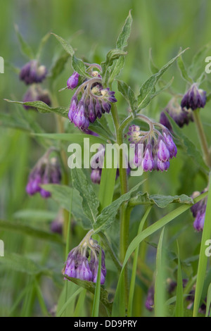 Gemeinsamen Beinwell, Gewöhnlicher Beinwell, Arznei-Beinwell, Beinwurz, Wilder Komfrey, Symphytum Officinale, Consoude officinale Stockfoto