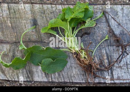 Gemeinsamen Beinwell, Gewöhnlicher Beinwell, Arznei-Beinwell, Beinwurz, Wilder Komfrey, Symphytum Officinale, Consoude officinale Stockfoto