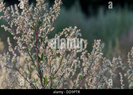 Gemeinsamen Wermut, Beifuß, Beifuss, Artemisia Vulgaris, Gewöhnlicher Beifuß Stockfoto