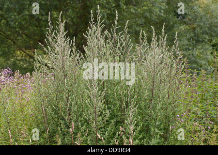 Gemeinsamen Wermut, Beifuß, Beifuss, Artemisia Vulgaris, Gewöhnlicher Beifuß Stockfoto