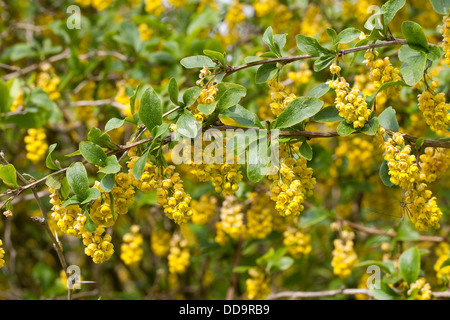 Gemeinsamen Berberitze, Europäische Berberitze, Gewöhnliche Berberitze, Sauerdorn, Berberis Vulgaris Stockfoto