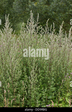 Gemeinsamen Wermut, Beifuß, Beifuss, Artemisia Vulgaris, Gewöhnlicher Beifuß Stockfoto