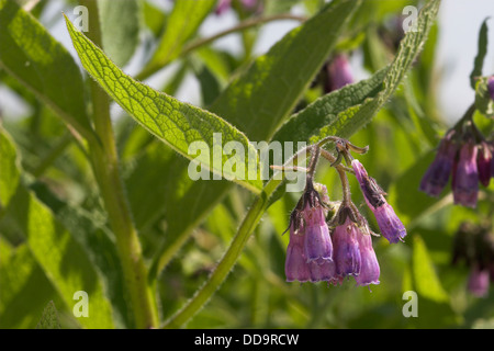 Gemeinsamen Beinwell, Gewöhnlicher Beinwell, Arznei-Beinwell, Beinwurz, Wilder Komfrey, Symphytum Officinale, Consoude officinale Stockfoto