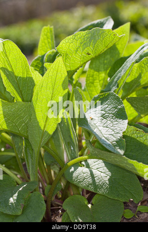 Gemeinsamen Beinwell, Gewöhnlicher Beinwell, Arznei-Beinwell, Beinwurz, Wilder Komfrey, Symphytum Officinale, Consoude officinale Stockfoto