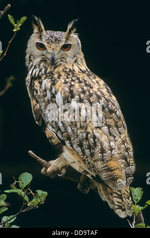Rock-Uhu, Bengalen-Uhu, Bengalen-Uhu, Bengalenuhu, indische Uhu, Uhu, Bubo Bengalensis, Bubo Bubo Bengalensis Stockfoto
