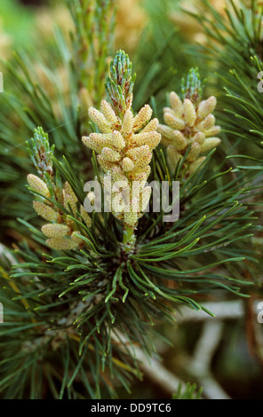 Latschenkiefer, Zwerg-Bergkiefer, Latschenkiefer, Bergkiefer, Berg-Kiefer, Kiefer, Latsche, Föhre, schrubben Pinus Mugo Mugo Stockfoto