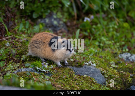 Norwegen Lemming, Norwegisch Lemming, Berglemming, Berg-Lemming, Lemming, Lemmus Lemmus Stockfoto