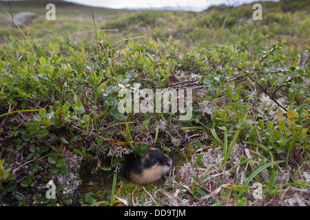 Norwegen Lemming, Norwegisch Lemming, Berglemming, Berg-Lemming, Lemming, Lemmus Lemmus Stockfoto