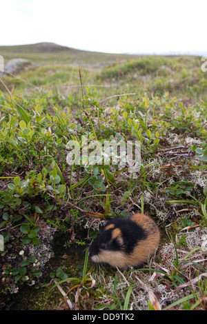 Norwegen Lemming, Norwegisch Lemming, Berglemming, Berg-Lemming, Lemming, Lemmus Lemmus Stockfoto