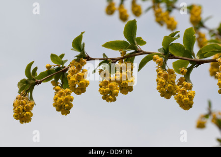 Gemeinsamen Berberitze, Europäische Berberitze, Gewöhnliche Berberitze, Sauerdorn, Berberis Vulgaris Stockfoto