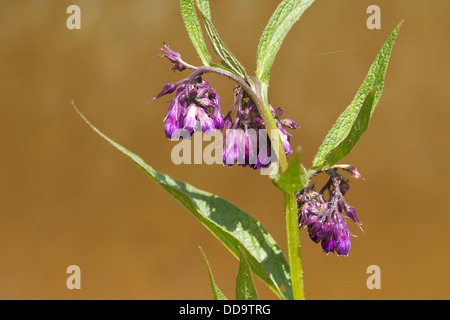 Gemeinsamen Beinwell, Gewöhnlicher Beinwell, Arznei-Beinwell, Beinwurz, Wilder Komfrey, Symphytum Officinale, Consoude officinale Stockfoto