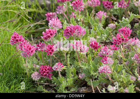 Berg Niere Wicke, Berg-Wundklee, Bergwundklee, Purpur-Wundklee, Wundklee, Anthyllis Montana Vulneraria montana Stockfoto