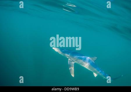 Blauhai in Cornwall, Großbritannien Stockfoto