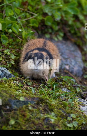 Norwegen Lemming, Norwegisch Lemming, Berglemming, Berg-Lemming, Lemming, Lemmus Lemmus Stockfoto