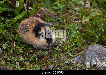 Norwegen Lemming, Norwegisch Lemming, Berglemming, Berg-Lemming, Lemming, Lemmus Lemmus Stockfoto