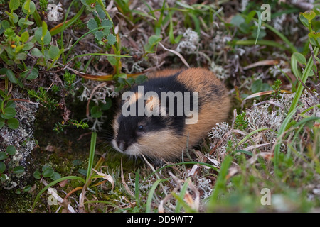 Norwegen Lemming, Norwegisch Lemming, Berglemming, Berg-Lemming, Lemming, Lemmus Lemmus Stockfoto