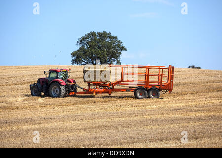 Erntezeit in Essex Stockfoto