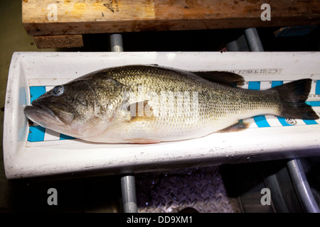 Ein Forellenbarsch, Micropterus Salmoides legt auf einem Fischschuppen während einer See-Ökologie-Fisch-Zählung in Arkansas. Stockfoto