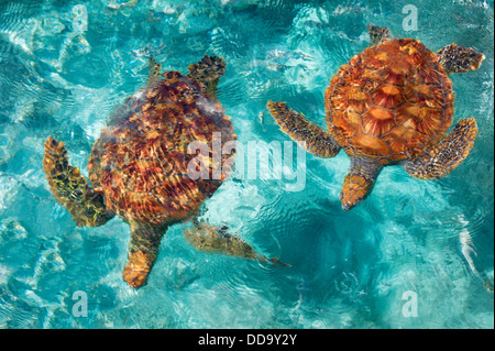 Grüne Meeresschildkröten. Bora Bora. Französisch-Polynesien. Stockfoto