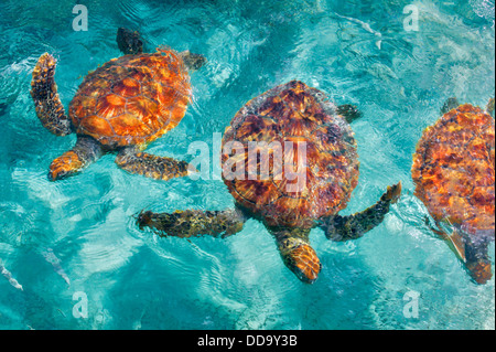 Grüne Meeresschildkröten. Bora Bora. Französisch-Polynesien. Stockfoto