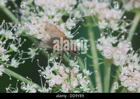 Arten von Fliegen auf wilde Blumen Stockfoto