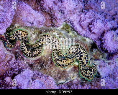 Tridacna-Muscheln. Bora Bora. Französisch-Polynesien. Stockfoto