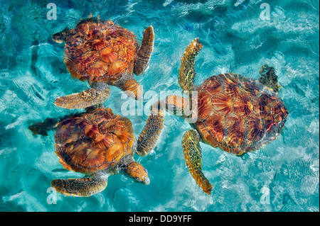 Grüne Meeresschildkröten. Bora Bora. Französisch-Polynesien. Stockfoto