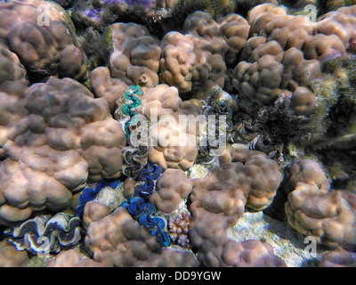 Tridacna-Muscheln. Bora Bora. Französisch-Polynesien. Stockfoto