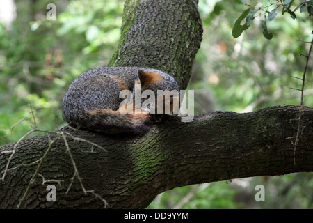 Ein Gray Fox Nickerchen hoch oben in einem Baum. Stockfoto