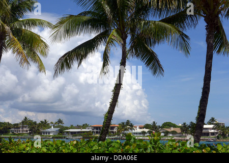 Palmen säumen die Jupiter Inlet in Süd-Florida Stockfoto