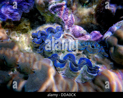 Tridacna-Muscheln. Bora Bora. Französisch-Polynesien. Stockfoto