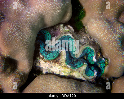 Tridacna-Muscheln. Bora Bora. Französisch-Polynesien. Stockfoto