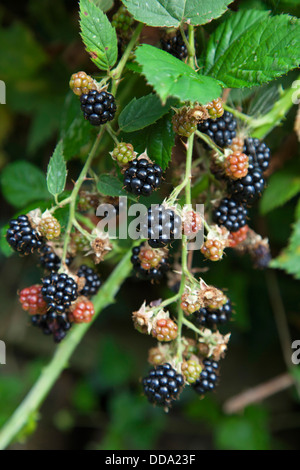 Brombeeren wachsen wild in eine Hecke in Derbyshire, England, Vereinigtes Königreich Stockfoto