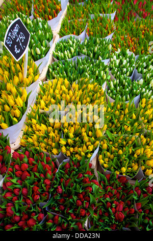 Bloemenmarkt Blumenmarkt, Amsterdam, Niederlande Stockfoto