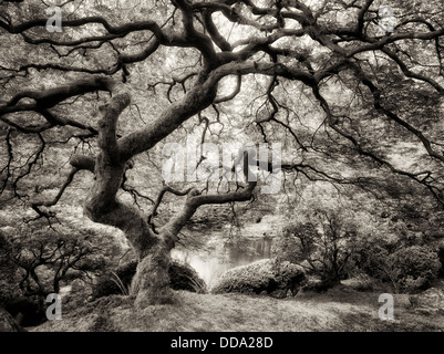 Japanischer Ahornbaum mit neuem Wachstum. Japanischer Garten von Portland, Oregon Stockfoto