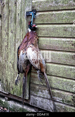 Klammer der Fasan ein Scheunentor in Suffolk England hängen Stockfoto