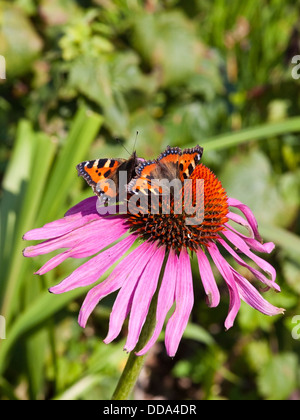 Schmetterling kleiner Fuchs, lateinischer Name Aglais Urticae Fütterung auf eine rosa Echinacea Blume Stockfoto