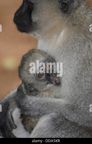 Eine fehlende konfrontiert Vervet Affen, grüne Aethiops und ihr Baby. Stockfoto