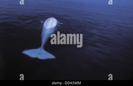 Eine wilde Beluga-Wal oder Meer Kanarienvogel, Delphinapterus Leucas. Stockfoto