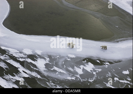 Eisbär-Mutter und Jungtiere, Ursus Maritimus in der gefrorenen Hudson Bay. Stockfoto