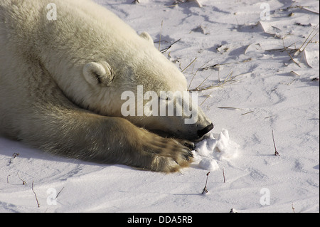 Ein Eisbär Ursus Maritimus, schlafen im gefrorenen Hudson Bay. Stockfoto