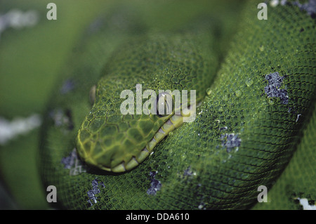 Eine aufgerollte Smaragd Baum Boa, Corallus Caninus. Stockfoto