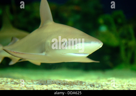 Ein Galapagos Hai, Carcharhinus Galapagensis. Stockfoto